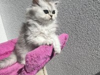 scottish fold ve straight bebeklerim 65 günlük oldular