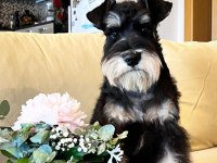 FCI Pedigreeli Miniature Schnauzer yavrusu