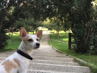 Jack russell köpeğim