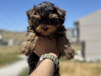 Petmode köpek çiftliğinden tea cup yorkshire terrier