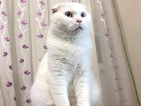 Yetişkin aktif erkek scottish fold