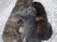 4 Aylık Scottish Fold 2 Yavru Uysal