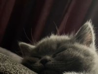 BEKLENEN İLAN AÇILDI A+ SAF KAN BRITISH SHORTHAIR YAVRULAR