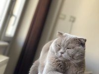 Scottish fold oğluma dişi british eş arıyorum