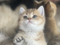British shorthair golden anne baba şecereli dişi