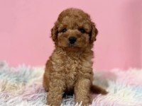 Irk Garantili Toy Poodle Yavruları