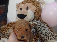 Anne altından toy poodle bebekler