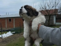 St bernard yavrular