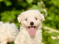 Kartopu Sevimli Maltese Terrier Yavrular