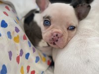 Safkan french bulldog yavruları