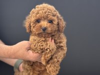 Birbirinden güzel toy poodle yavrularımız