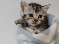 Silver ns24 british shorthair evden