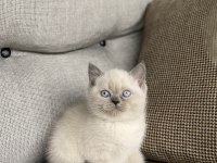 Irk Ve Sağlık Garantili British Shorthair Yavrular