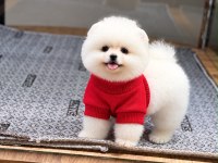 Sağlık ve ırk garantili pomeranian
