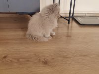 British Longhair Dişi