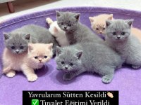 3 Aylık Safkan British Shorthair yavrular AYDIN-DİDİM
