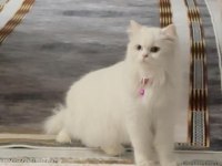 VAN KEDİSİ DİŞİ