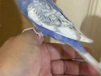 30 GÜNLÜK KUSURSUZ BEBEK MUHABBET KUŞU