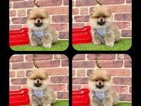 Pomeranian yavruları