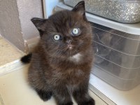 Chocolate Color British Shorthair Dişi Yavru