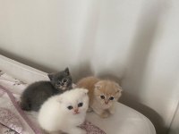 SCOTTİCH YAVRULARIM 
