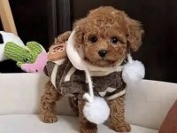 Toy Poodle Yavrusu
