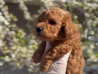 Toy Poodle Yavrular Irk Sağlık Garantili