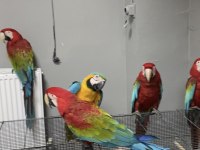 1-3 yaş aralığında genç kırmızı macaw papağanlar