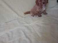 Toy poodle yavrularımız sağlık ve ırk garantili