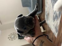 FRENCH BULLDOG YAVRULARIMIZ