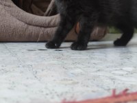 Çikolata dondurma british shorthair