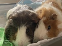 2 Guinea pigs for adoption