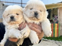chow chow bebekler