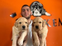 Golden Retriever Severler İçin Minik Kalpler