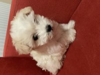 Kar Topu Gibi Dişi Terrier