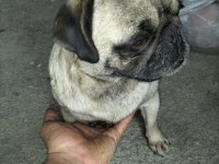 Doğum garantili dişi ler pug