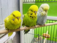Show jumbo muhabbet kuşlar
