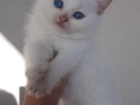2 Aylık British Shorthair Beyaz Yavrular