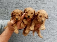 Toy poodle tatlı yavrular