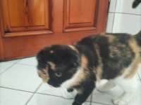 British shorthair kediler