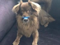 Chihuahua erkek 4 yaşında