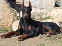 DOBERMAN AVRUPA N