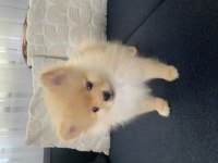 2 aylık erkek Pomeranian Pablo