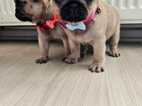 Pug mops yavrularımız