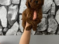 Toy poodle bebekler orijinal