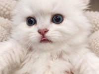 British Longhair Safkan Yavrumuz