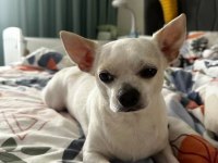 5 yaşında kısır erkek chihuahua