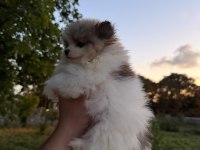 Pomeranian Boo Köpeklerimiz