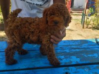 Red Brown Kore Toy Poodle Erkek