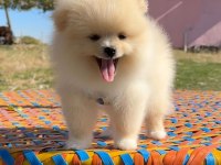 Pomeranian Boo Safkan